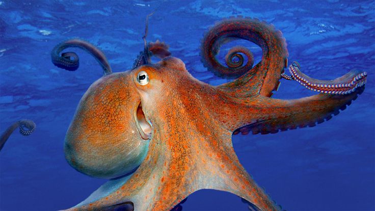 an octopus swimming in the ocean with its mouth open