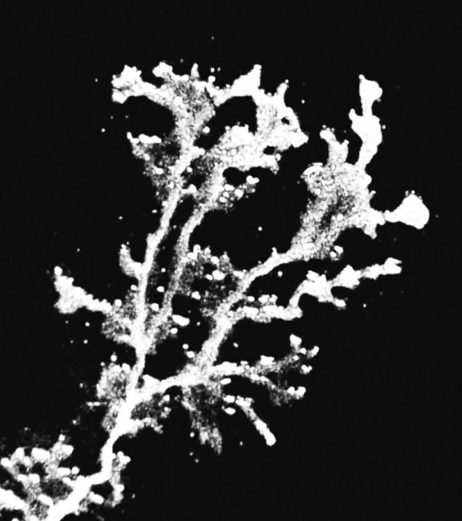 a black and white photo of a tree branch with snow on it's branches