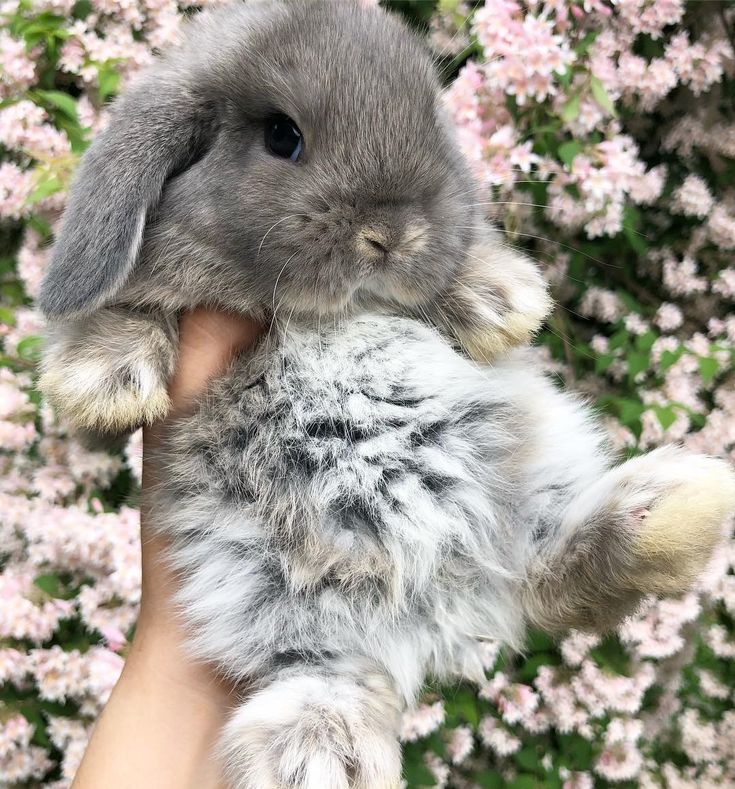 a person holding a small gray rabbit in their hand with pink flowers behind it on the other side