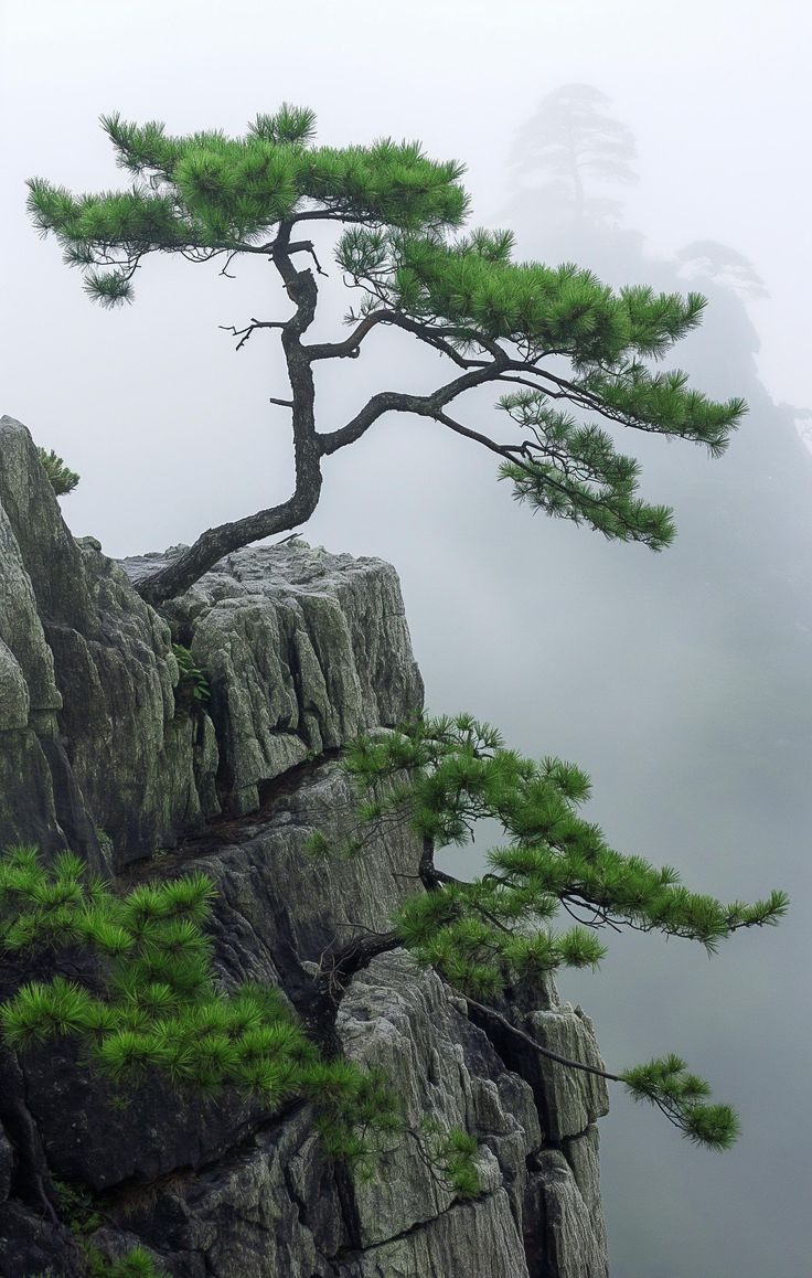 a lone pine tree on the edge of a cliff with fog in the air behind it