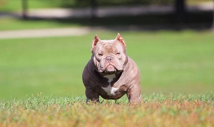 a brown and white dog running in the grass