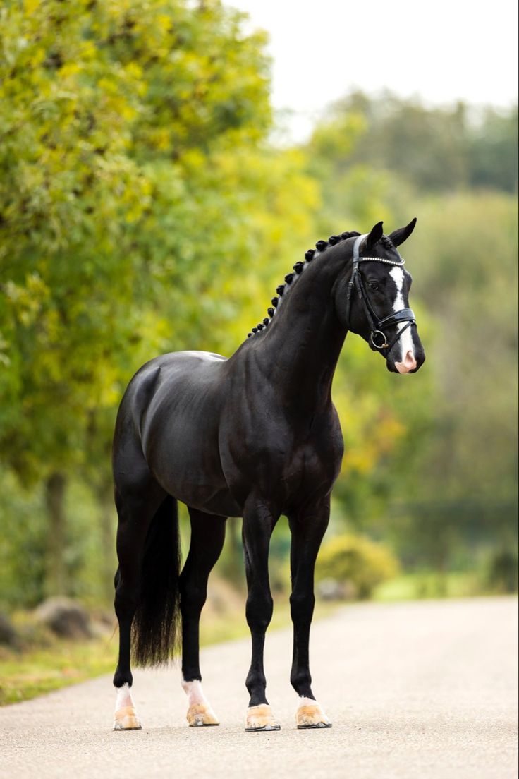 a black horse standing on the side of a road with trees in the back ground