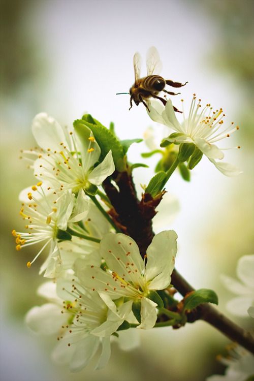 a bee sitting on top of a white flower