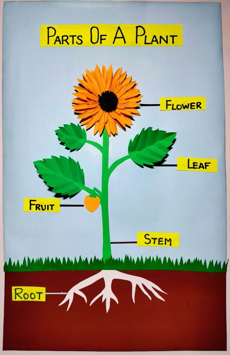 parts of a plant labeled in pictures