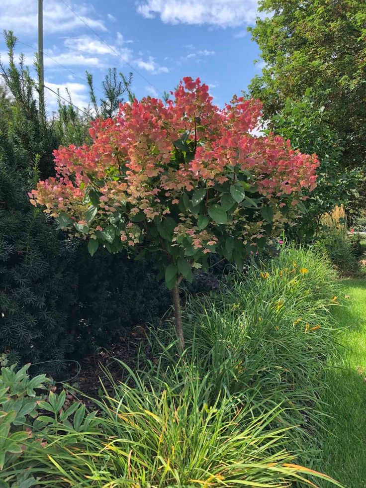 a bush with red flowers in the middle of some green grass and bushes on either side of it