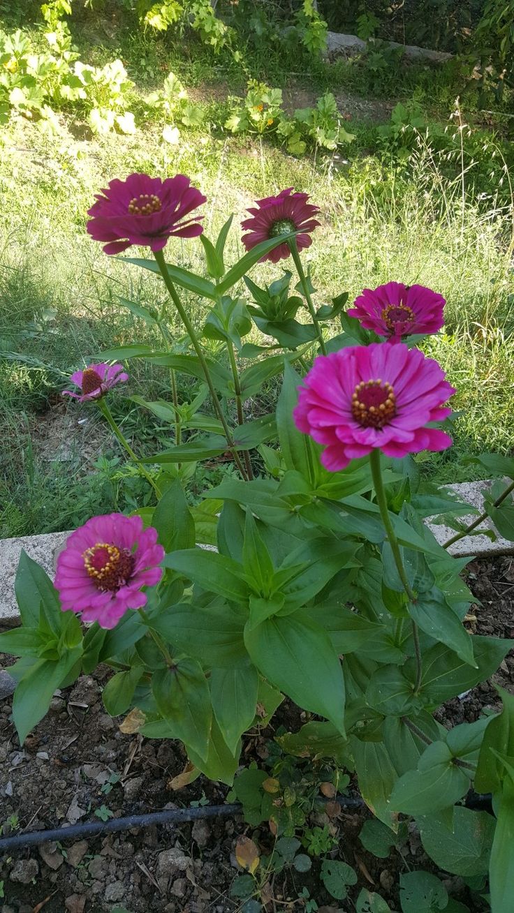 some pink flowers are growing in the dirt