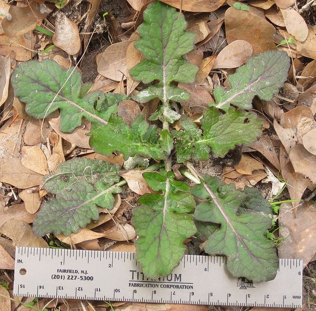 a green plant growing out of the ground next to a measuring ruler on the ground