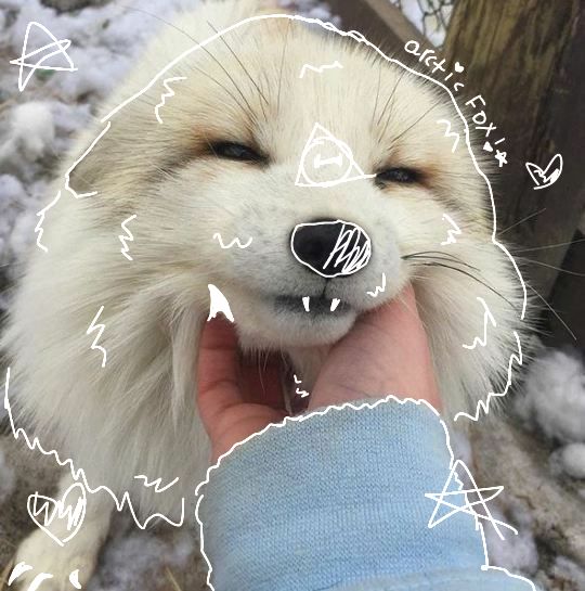 a person holding a white dog's nose in front of snow covered ground and trees