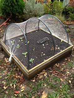 an outdoor garden with several plants growing in the ground and netting over it to protect them from predators