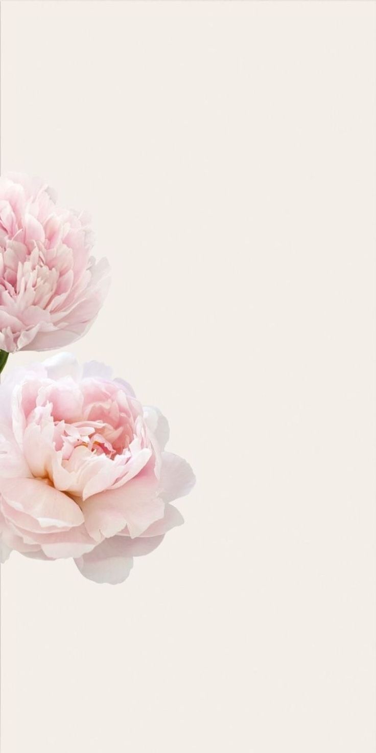 two pink peonies on a white background