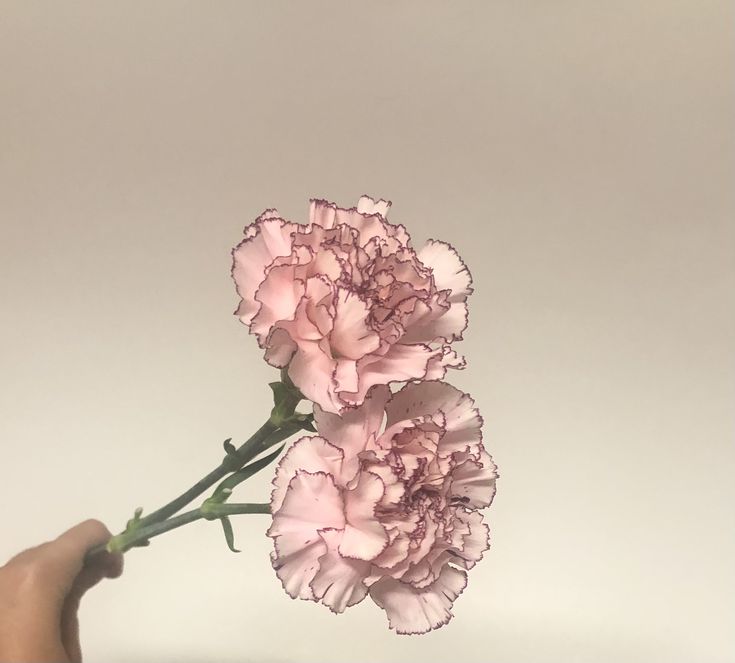 two pink flowers are being held up by someone's hand in front of a white background