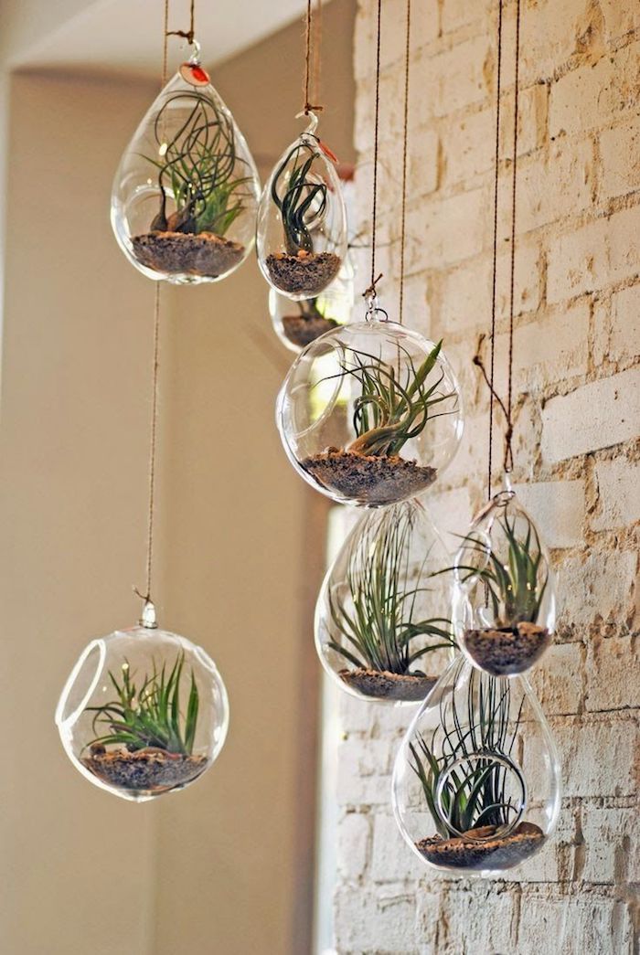 hanging air plant terrariums in clear glass vases on a brick wall by the window