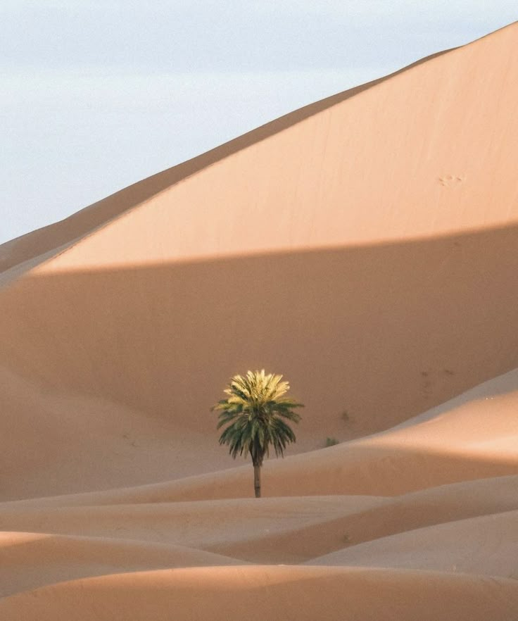 a lone palm tree in the middle of sand dunes