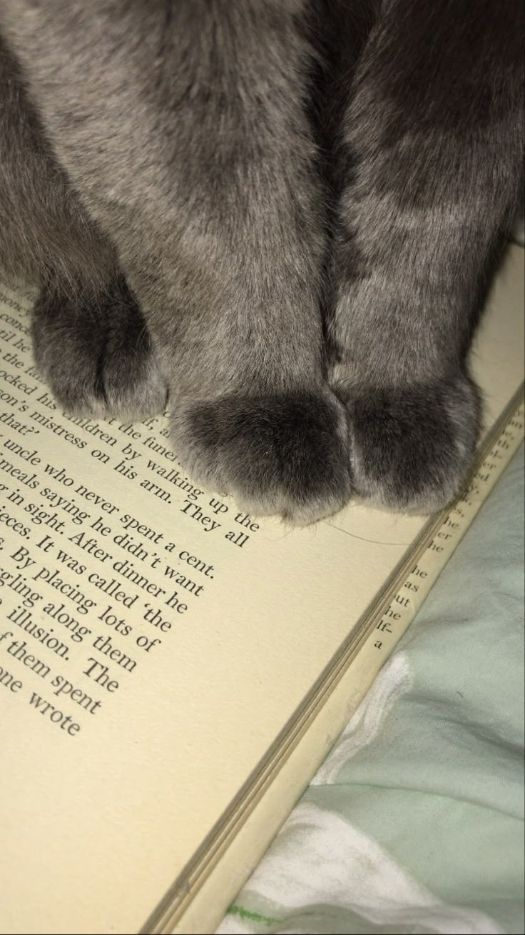 a gray cat laying on top of an open book