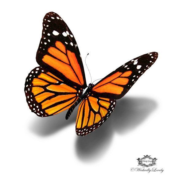 a close up of a butterfly on a white background