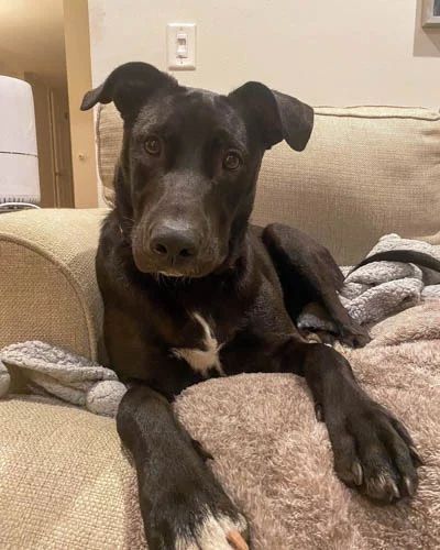 a black dog laying on top of a couch