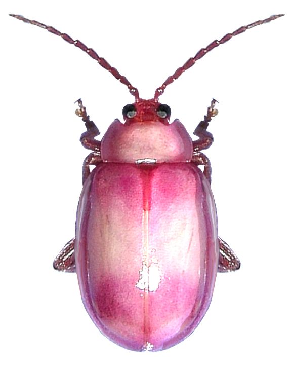 a close up of a pink beetle on a white background