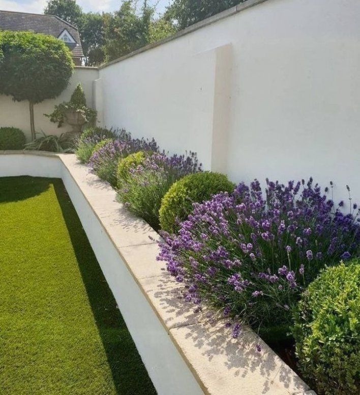 a white walled garden area with purple flowers and green grass in the foreground, next to a white wall