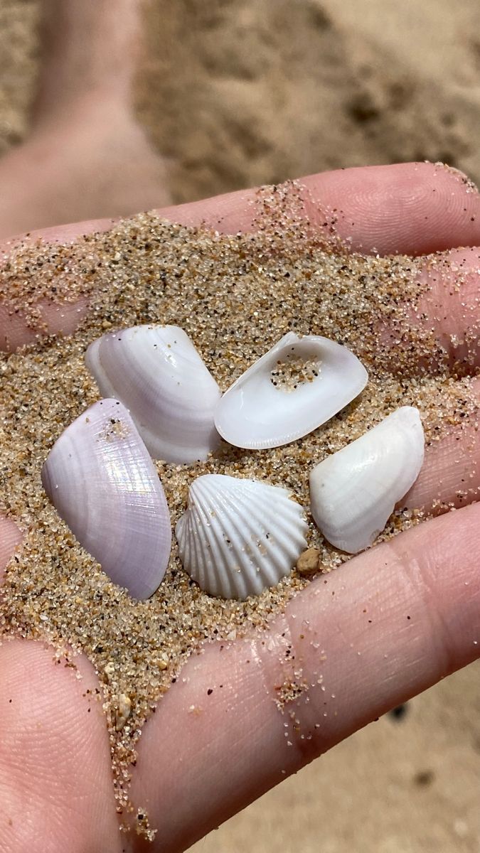 a hand holding sand and sea shells on the beach