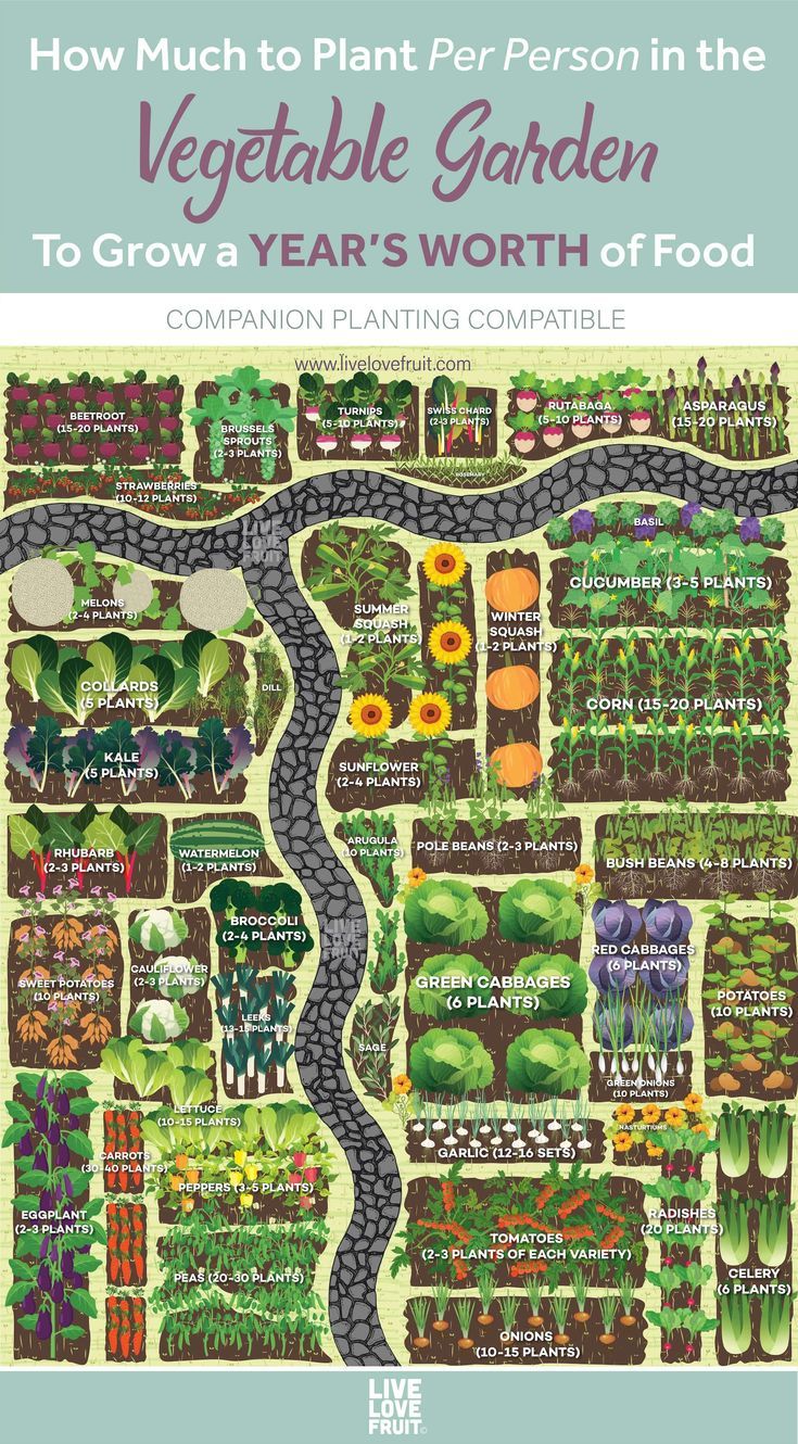 how much to plant for person in the vegetable garden to grow a year's worth of food