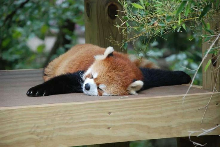 a red panda sleeping on top of a wooden platform