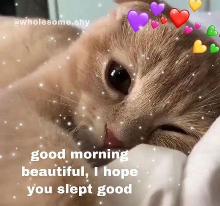 a cat laying on top of a bed next to a quote that says good morning beautiful, i hope you slept good