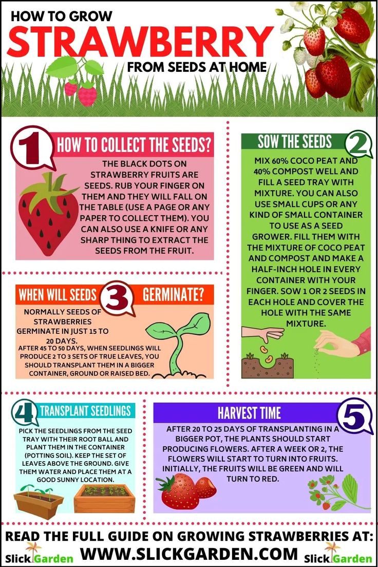 the strawberry info sheet shows how to grow strawberries from seed at home and how to use