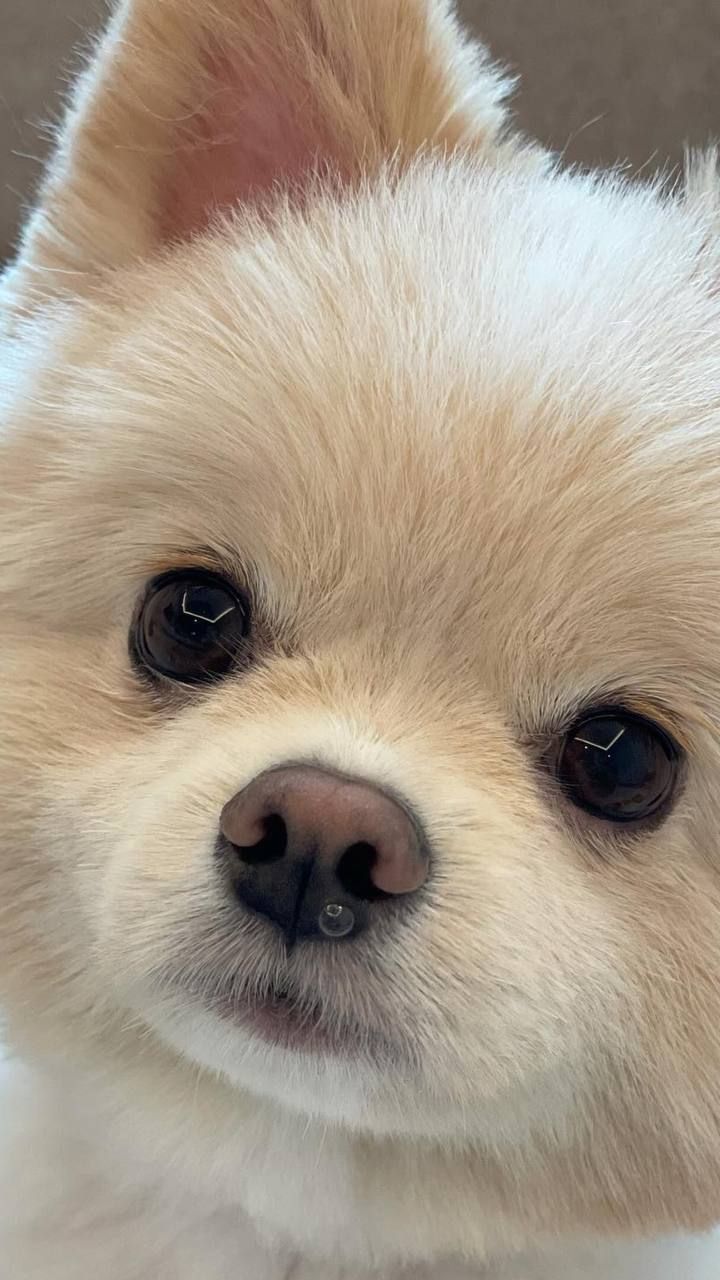 a close up of a small white dog