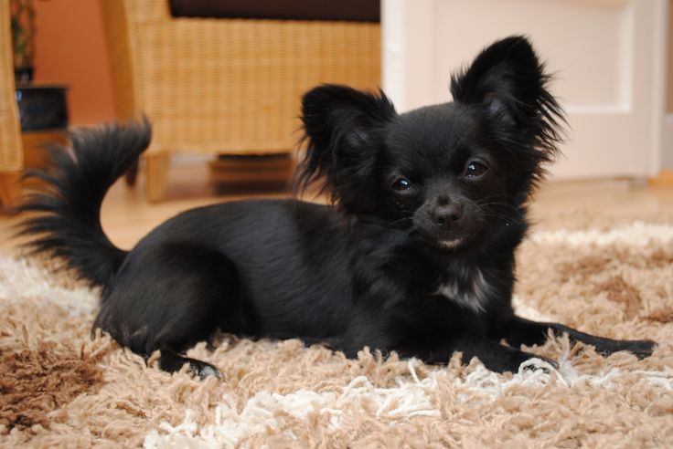 a small black dog sitting on top of a rug