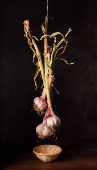 two onions are in a basket and one onion is still attached to the stalk with roots