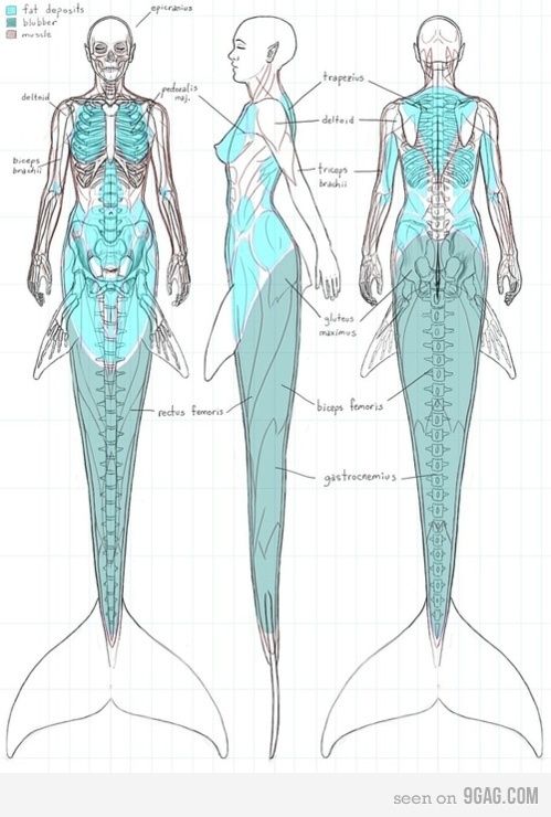 the back and side view of a woman's body, with muscles highlighted in blue