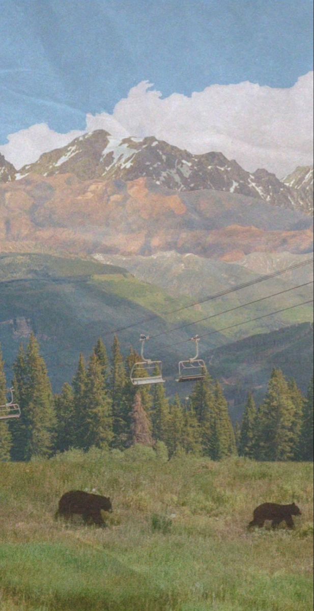 two black bears grazing in a field with mountains and ski lifts behind them on a cloudy day