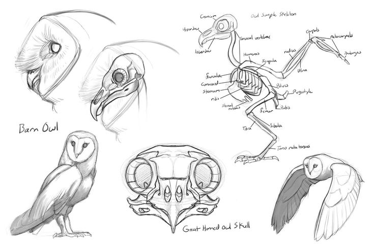 some drawings of different types of birds and their beaks, including an ostrich