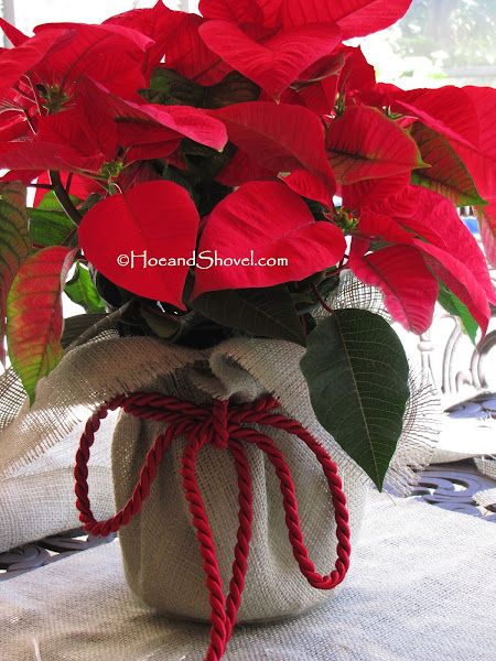 a vase filled with red flowers on top of a table