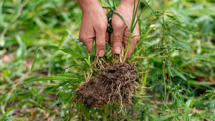 a person is picking up some grass in the middle of the field with their hands