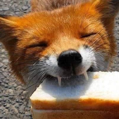 a close up of a dog chewing on a piece of bread with it's eyes closed