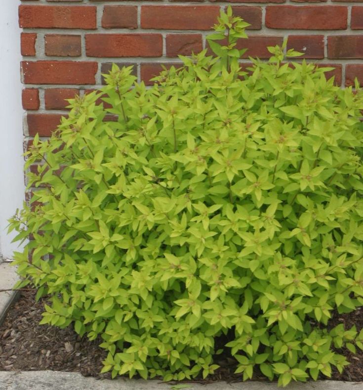 a bush with green leaves is in front of a brick wall and white trimming