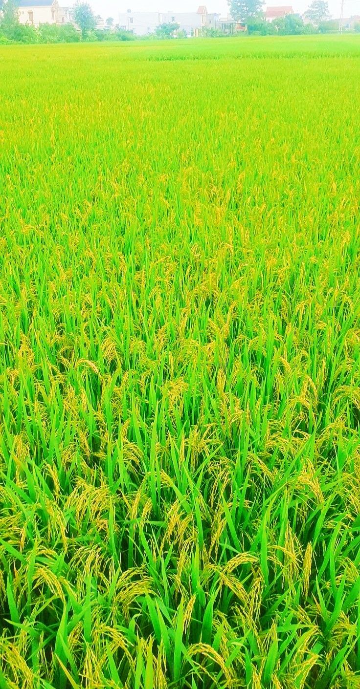 an aerial view of a green field with lots of tall grass in the foreground