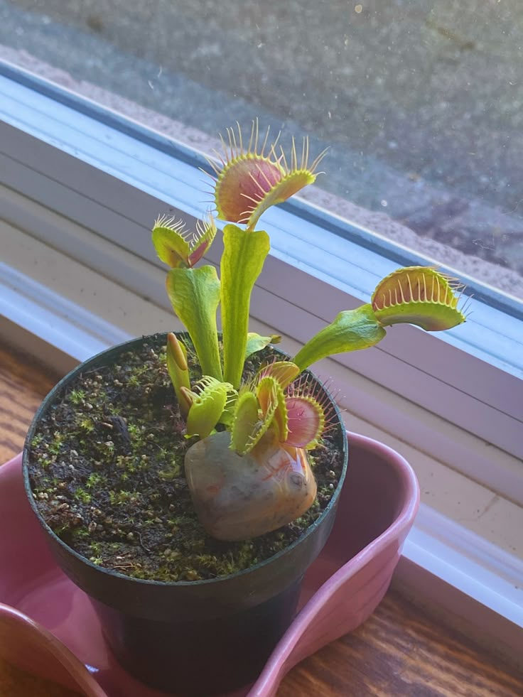 a small potted plant sitting on top of a pink tray next to a window