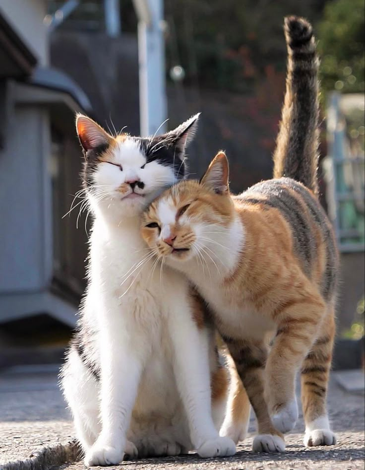 two cats standing next to each other on the street