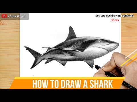 How to draw a shark/Sea species drawing series#4 Species Drawing, Draw A Shark, Blending Techniques, Drawing Series, Learn How To Draw, Sketch Drawing, Beautiful Drawings, Draw Your, Learn To Draw