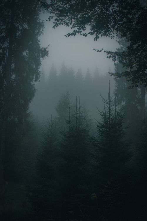 foggy forest with trees in the foreground and dark sky above it on a gloomy day