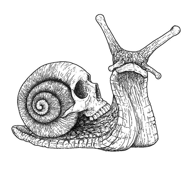 a drawing of a snail with its head in the shell