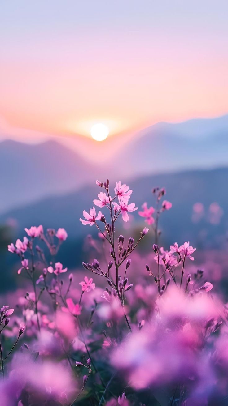 pink flowers are in the foreground with mountains in the background at sunset or dawn