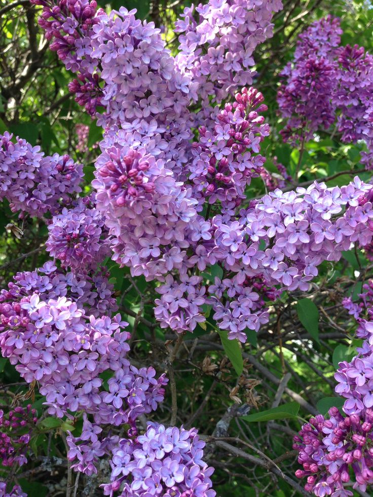 purple lilacs are blooming in the garden