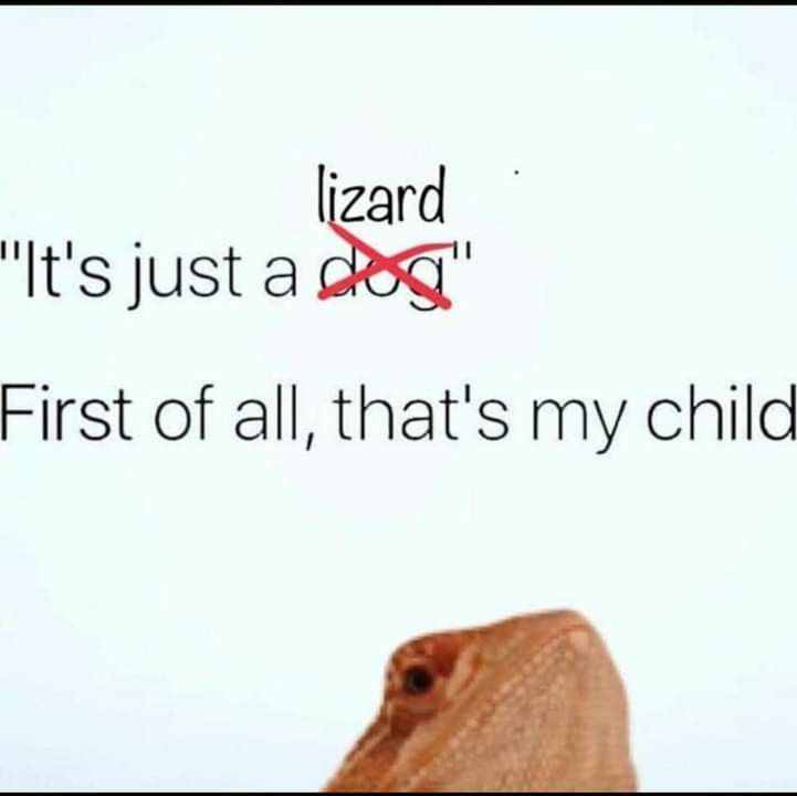 a lizard with the words lizard it's just a dog first of all, that's my child