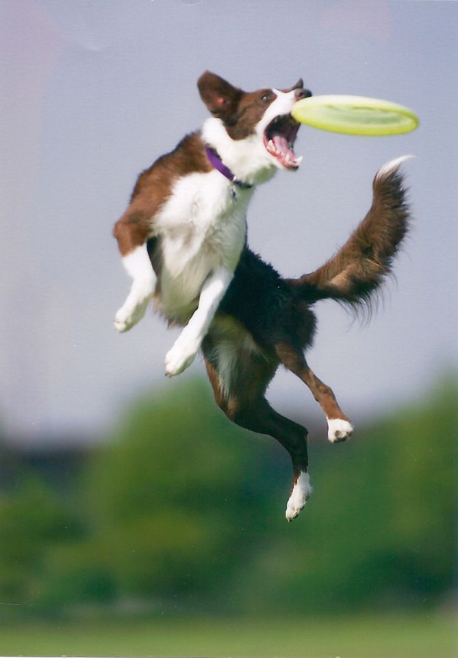 a brown and white dog jumping in the air to catch a yellow frisbee