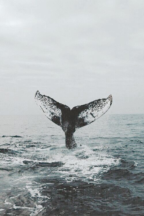 a whale tail flups out of the water