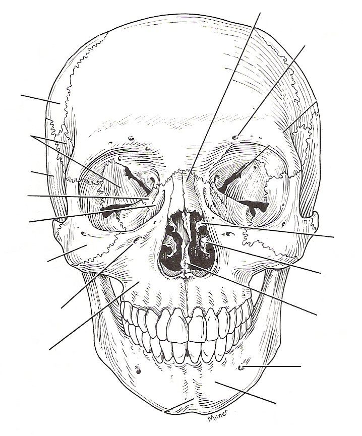 an image of a skull with different parts labeled in the front and side views on it