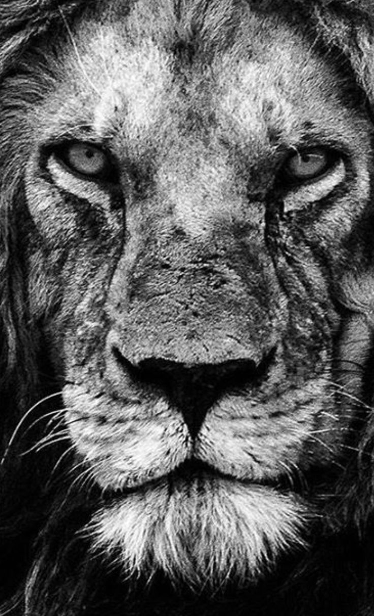 a black and white photo of a lion's face, with the eyes open